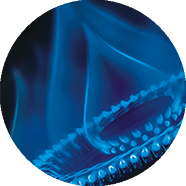 廚衛專家 廚衛專家